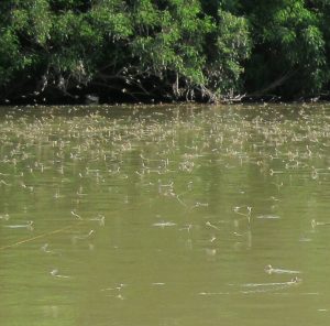 Flowering of mayfly (kérész) at Tisza (Hungary)