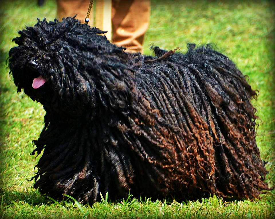 Hungarian puli