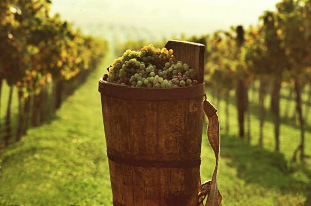 hungarian grape-harvesting